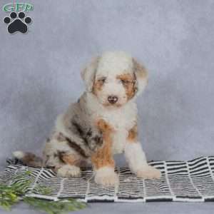 Lucy, Miniature Poodle Puppy